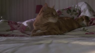 kedi yatakta yatıyor.
