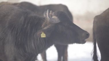 Profilde siyah Buffalo çiğniyor