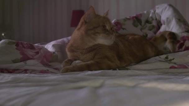Γάτα ξαπλωμένη στο κρεβάτι — Αρχείο Βίντεο