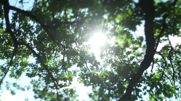 Raggio di sole che splende attraverso gli alberi — Video Stock