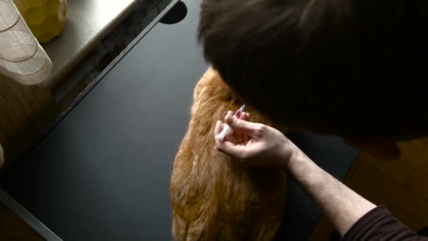 Zdjęcia kotów z chorobą w domu — Wideo stockowe