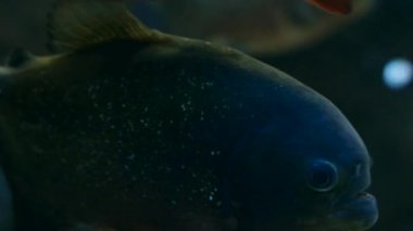 Piranha içinde belgili tanımlık akvaryum yüzüyor