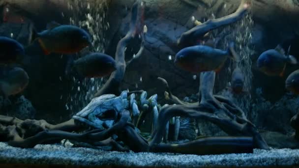 Piranha Nuota nell'acquario — Video Stock