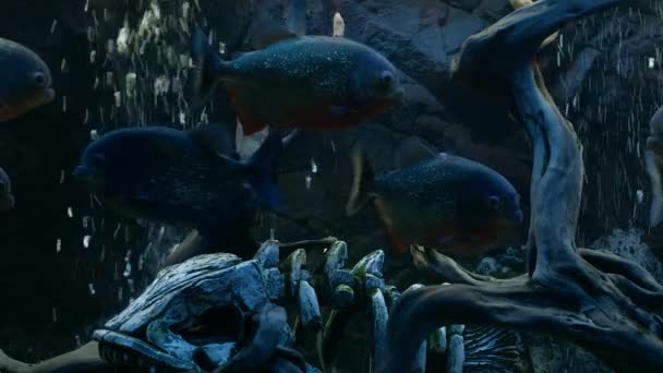 Piranha simmar i akvariet — Stockvideo