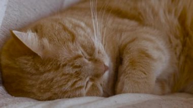 Kırmızı kedi uyur kıvrılmış ve sıkışmış Paws