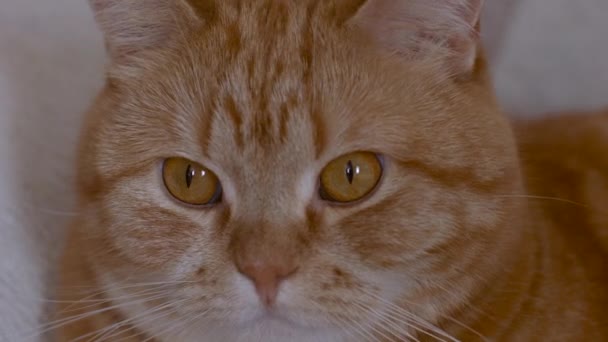 Gato rojo mira alrededor de los hermosos ojos amarillos — Vídeo de stock