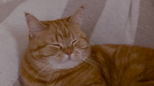 Рыжий кот спит рылом близко — стоковое видео