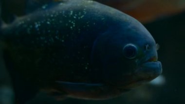 Piranha içinde belgili tanımlık akvaryum yüzüyor