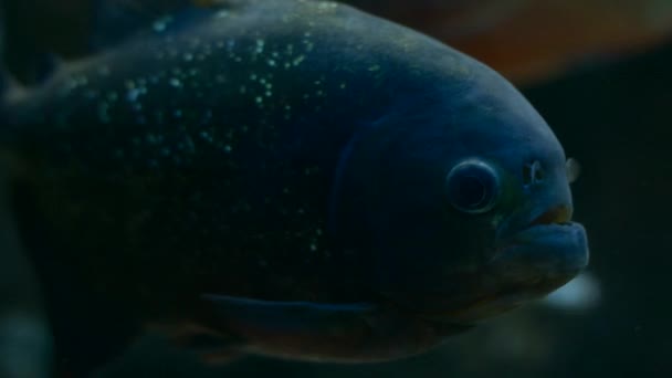 Piranha nage dans l'aquarium — Video