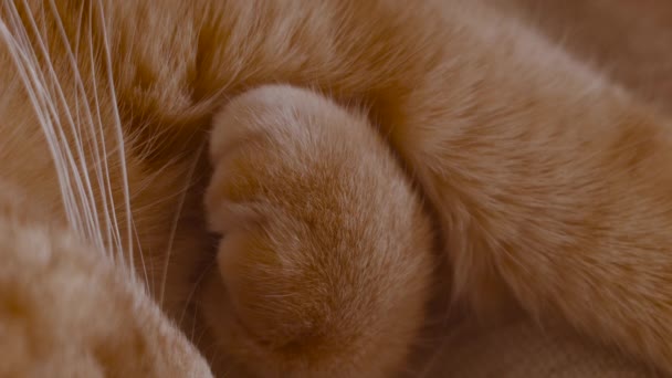 Thick Furry Paw Red Cat — Stock Video