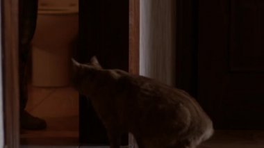Kedi tuvalet kapı önünde bekliyor