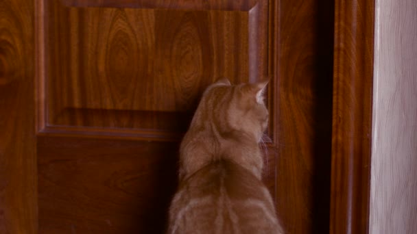 Gato sentado en la puerta — Vídeos de Stock