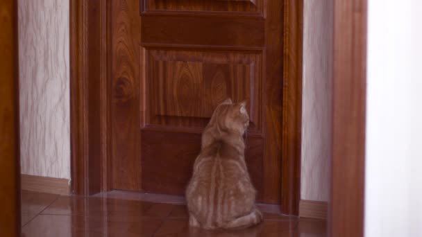 Gato sentado en la puerta — Vídeo de stock