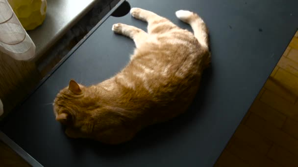 Кіт на столі вид зверху — стокове відео