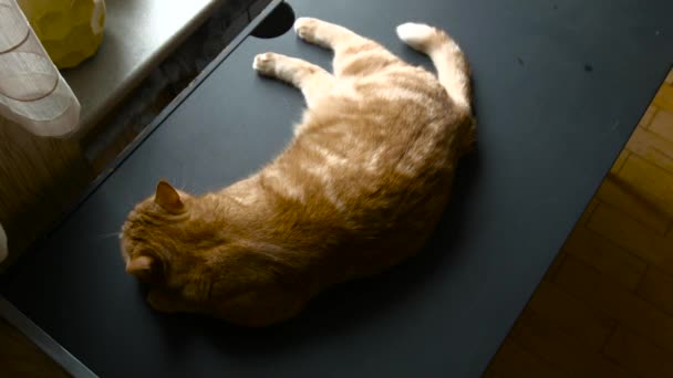 Le Chat est sur la Table Top View — Video