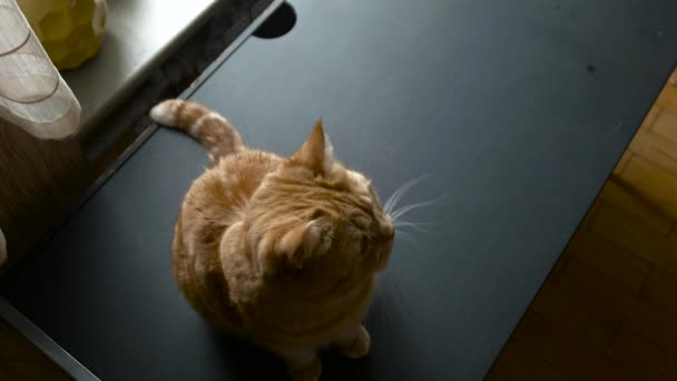 Gato sentado em uma mesa preta vista superior — Vídeo de Stock