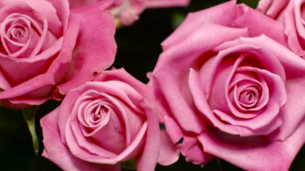 Grandi belle rose rosa germogli — Video Stock