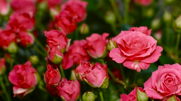 Groot boeket van helder roze rozen — Stockvideo