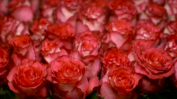 Grandes brotos rosas vermelhas — Vídeo de Stock