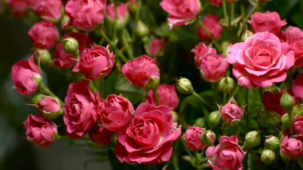 großer Strauß leuchtend rosa Rosen