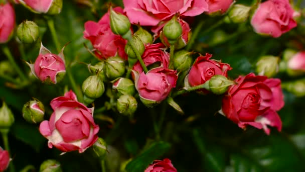 Um grande buquê de rosas rosa brilhantes — Vídeo de Stock