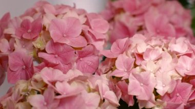 Pembe çiçek ortanca