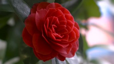 Kırmızı kamelya çiçeği