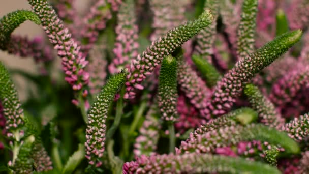 Veronica Flower Turquoise Fleurs sur une tige verte — Video