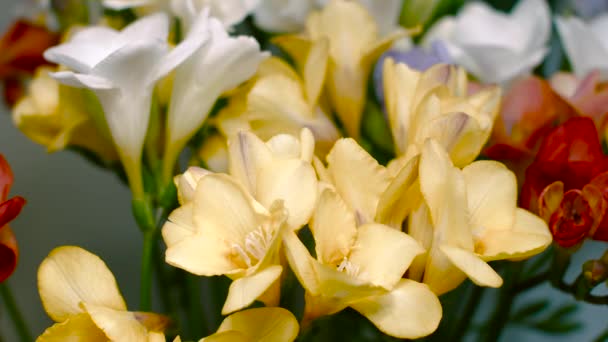 Ramillete de Freesia en diferentes colores — Vídeos de Stock