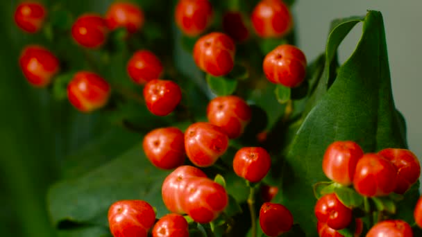 Červené kulaté ovoce Hypericum — Stock video