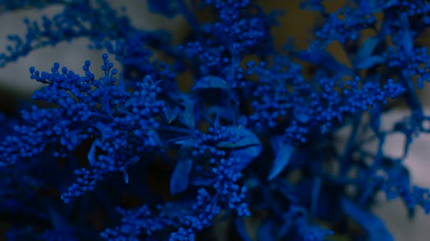 Solidago Flower Repainted in Blue — Stock Video