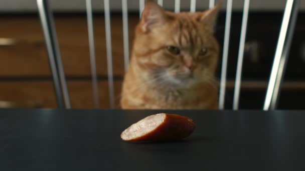 Gato sentado frente a un trozo de salchicha — Vídeo de stock