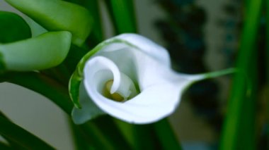 Yeşil Yaprakların Arka Planında Calla Çiçeği