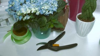 Mavi Ortanca ve Secateurs ile Pot