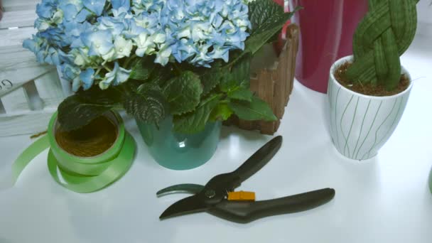 Pot a kék Hortenzia és Secateurs — Stock videók