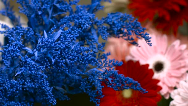 Solidago Against the Background of Hydrangea — Stock Video