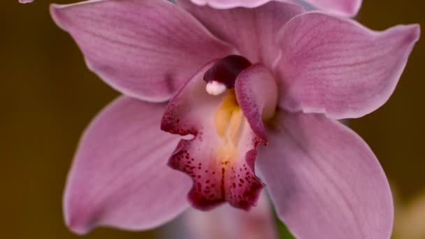 růžová orchidej zblízka