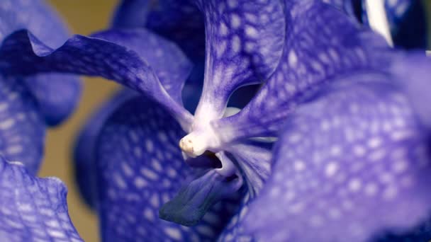 Orquídea azul fechar — Vídeo de Stock