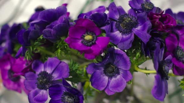 Bloem Blauwe Anemone Buttercup — Stockvideo