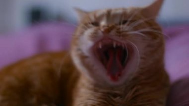Kırmızı Kedi Yatakta Yatan Yawns