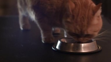 Kırmızı kedi gıda Metal kâse yiyor.