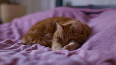 Kırmızı Kedi Patiler Çekerek Bir Yatakta Yatıyor