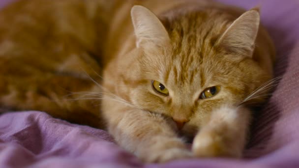 Gato rojo yace en una cama tirando de las patas — Vídeo de stock