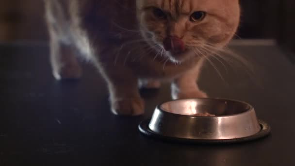 Rote Katze frisst das Futter aus Metallschalen — Stockvideo