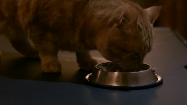 Red Cat Eats the Food From Metal Bowls — Stock Video