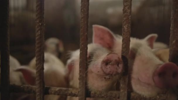 Porcos em uma gaiola de ferro na fazenda — Vídeo de Stock