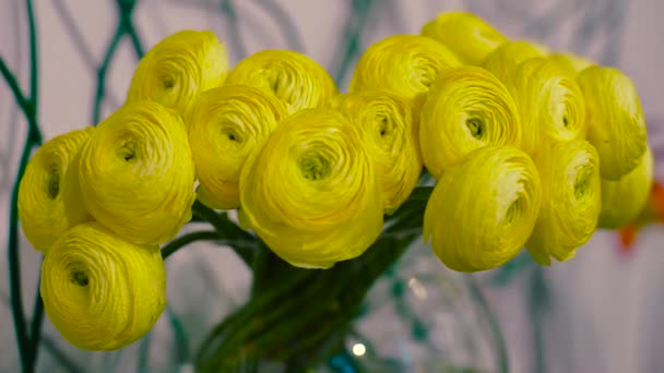 Ranunkulyus gele bloemen — Stockvideo