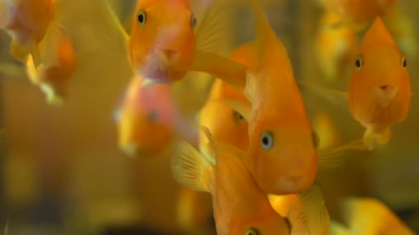 Золота рибка у воду в акваріумі 4 к — стокове відео