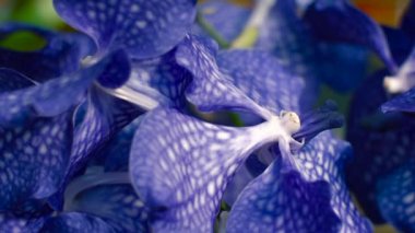 Mavi orkide çiçek, yakın çekim