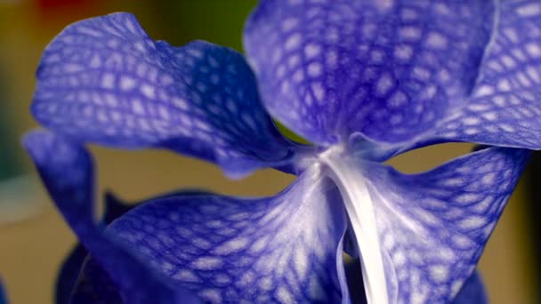 Błękitny kwiat orchidei, szczelnie-do góry — Wideo stockowe